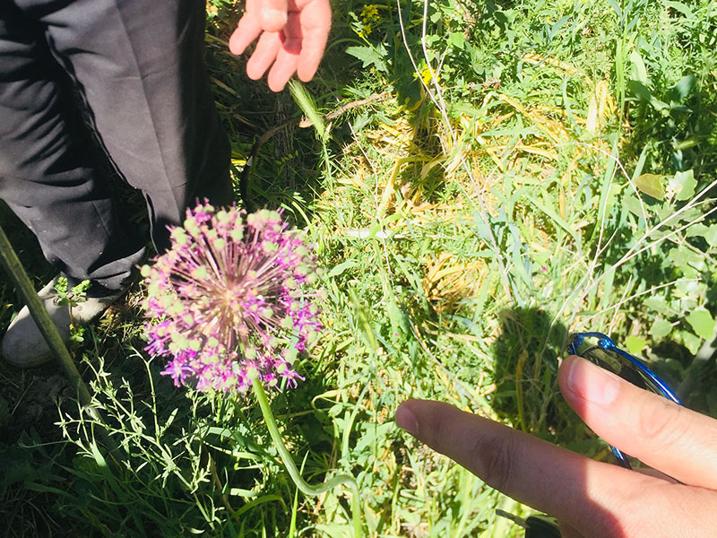 بازدید دانشجویان رشته گیاهان دارویی موسسه آموزش عالی اقبال لاهوری از روستای عارفی جهت آشنایی با گیاهان دارویی بومی