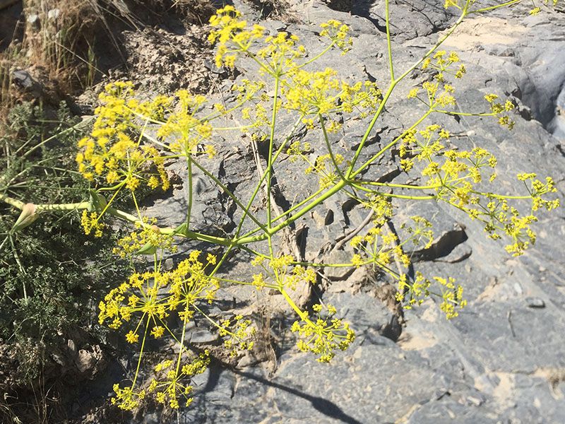 بازدید دانشجویان رشته گیاهان دارویی موسسه آموزش عالی اقبال لاهوری از روستای عارفی جهت آشنایی با گیاهان دارویی بومی