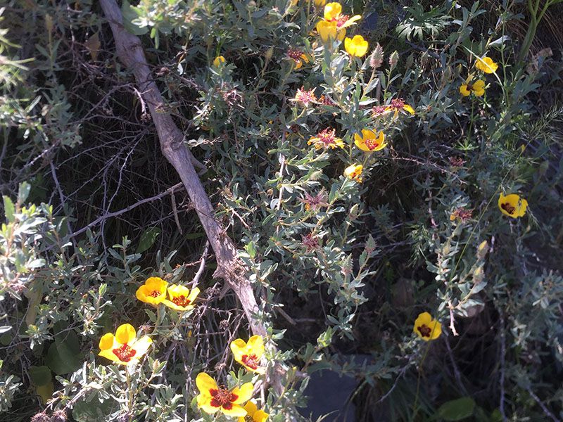 بازدید دانشجویان رشته گیاهان دارویی موسسه آموزش عالی اقبال لاهوری از روستای عارفی جهت آشنایی با گیاهان دارویی بومی